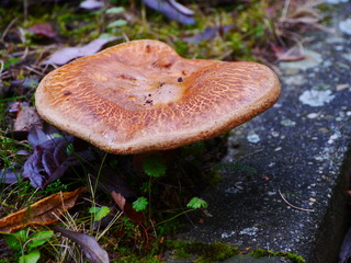 Pilze feucht von Nebel