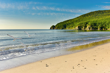 Seascape on a summer morning with seagulls