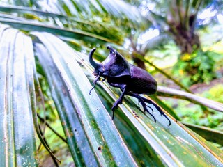 fly on leaf