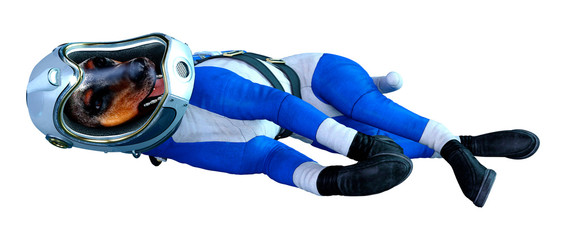 3D Rendering Astronaut Dog on White © photosvac