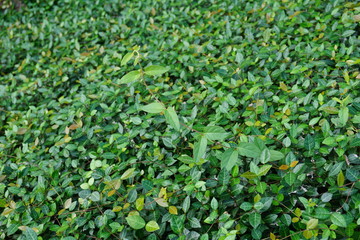 close-up of some leaves