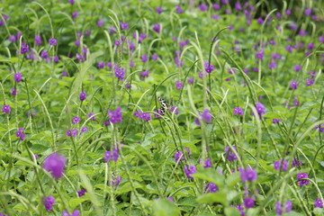 wild flowers in grass