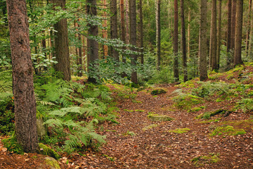 Path through the pine forest, natural outdoor background