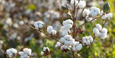 cotton plantation background farming concept