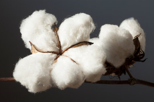 cotton plantation background farming concept