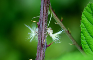 funny insects with fluffy tails on the branches of a вush