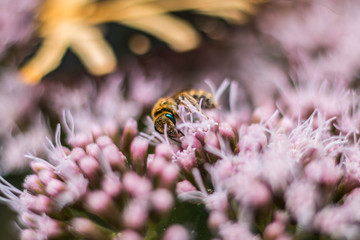 kleine Wildbiene
