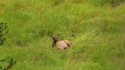 Yellowstone National Park wildlife and animal refuge for great herds of American Bison Buffalo and Rocky Mountain Elk. Geothermal ecosystem. Biology, geography and ecology.