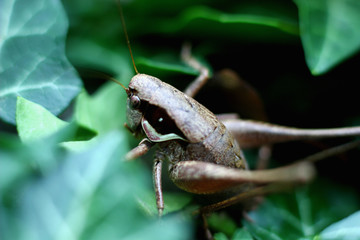 large wood grasshopper on green leaves