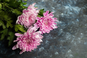 Chrysanthemums on a dark background. Lilac color with green leaves and drops of water. Suitable for holiday cards. 