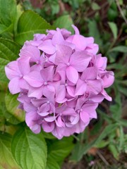 Fototapeta premium pink flower in the garden