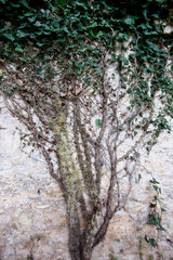 beautiful natural pattern of ivy on the wall of an abandoned building