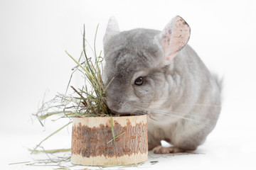 Сute furry chinchilla standing above stump with dry herbs healthy food on white background © DiMar
