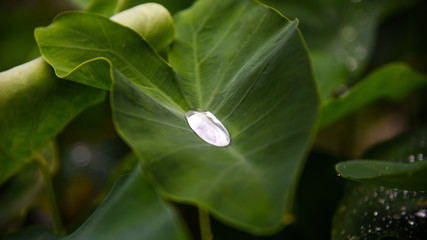 magic leaf