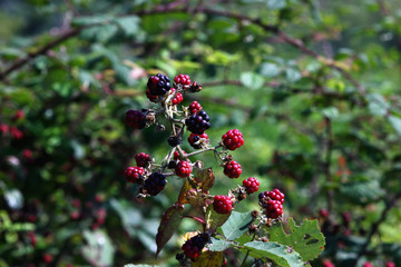 wild blackberry berries on the background of wildlife © albert
