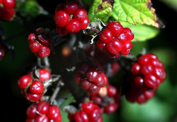 wild blackberry berries on the background of wildlife