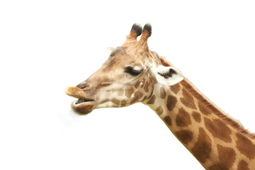Giraffe on white background verybeautiful pattern for create or dicut new picture.