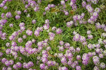 Fototapeta premium Carpet of tiny sweet alyssum flowers