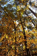 Pine forest. Early autumn. Sunny warm day.