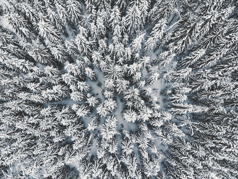 The beauty of nature from above in the forest in a cold winter day with new snow in Oslo, Norway