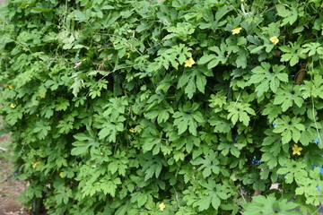 Bitter melon(Goya) cultivation / Bitter melon is a cucumber-like vegetable with warts, and it is a healthy vegetable that tastes very bitter but very nutritious.