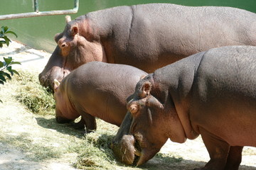 Famiglia di ippopotami mentre mangiano erba 