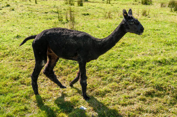 Fototapeta premium An Alpaka in the field