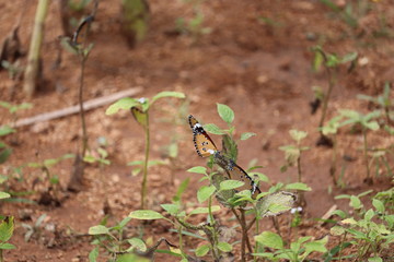 spider on a tree