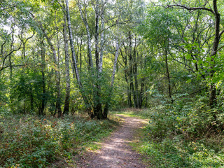 view of the forests in the late summer, Curonian Spit