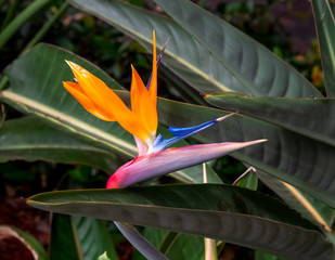 Obraz premium bird of paradise flower close up green leaf background