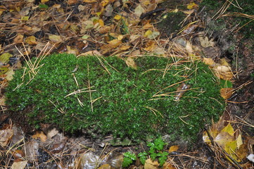 moss