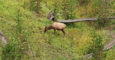 Yellowstone National Park wildlife and animal refuge for great herds of American Bison Buffalo and Rocky Mountain Elk. Geothermal ecosystem. Biology, geography and ecology.