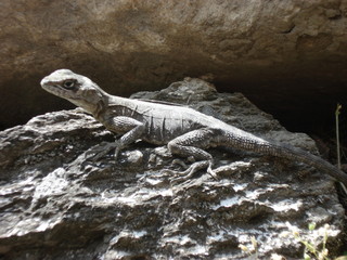 Lizard