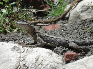 lizard on rock