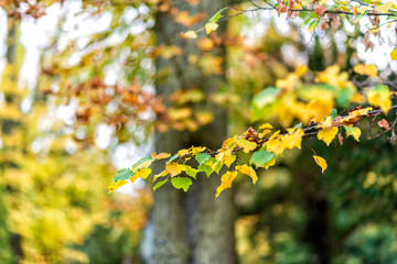 follage in autumn in Europe