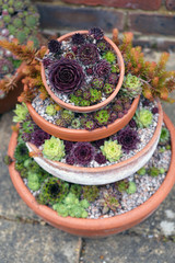 Cacti and alpine plants growing in a stacked pot