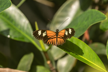 Butterfly in Burgers'zoo Arnhem