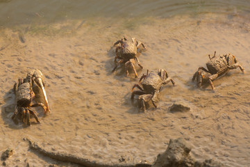 Burgers\ Zoom  Arnhem