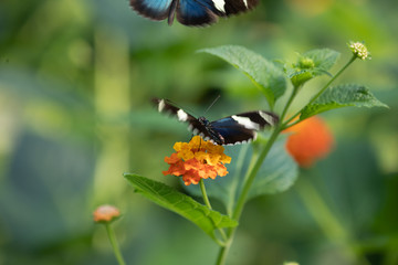 Butterfly in the  mangrove of  Burgers' Zoo in Arnhem
