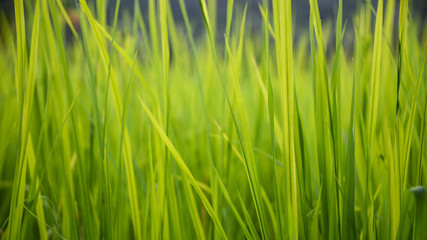 background of green grass