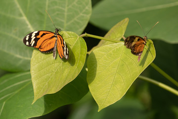 vinders in de mangrove