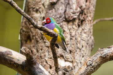 Birds in Burgers' Zoo, Arnhem