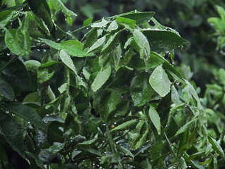 Obraz premium wet orange tree leaves