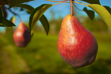 organic fruit pear in tree cultivated orchard farm agriculture