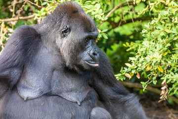 Gorilla in Burgers' Zoo in Arnhem 