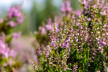 purple flowers in the garden