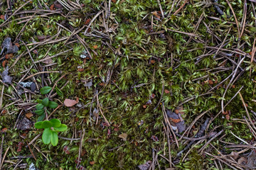 grass texture