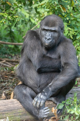 Fototapeta premium Gorillas in Burgers' Zoo in Arnhem 