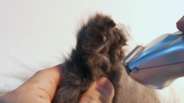 close up hand cutting persian cat hair by clipper.