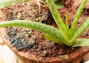 Aloe Vera Plant Leaf